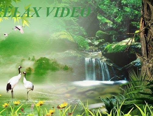 Видео для релаксации